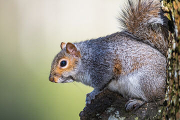 Grey Squirrel, Sciurus carolinensis in a forest at winter - 768353484