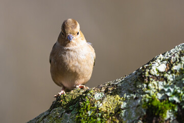 Female of Chaffinch, Fringilla coelebs, bird in forest at winter sun