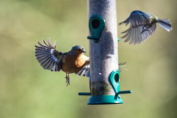 Male of Chaffinch, Fringilla coelebs, bird in flight over feeder in forest at winter