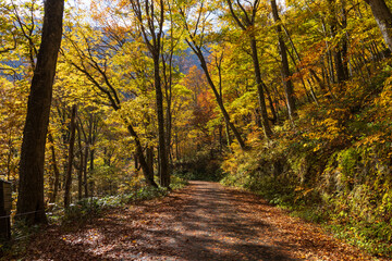 Fototapeta na wymiar 日本の風景・秋　紅葉の谷川岳　一ノ倉沢までのハイキングコース