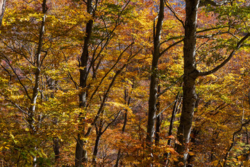 日本の風景・秋　紅葉の谷川岳　一ノ倉沢までのハイキングコース