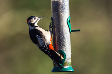 Male of Great Spotted Woodpecker, Dendrocopos major, bird on the feeder in forest at winter