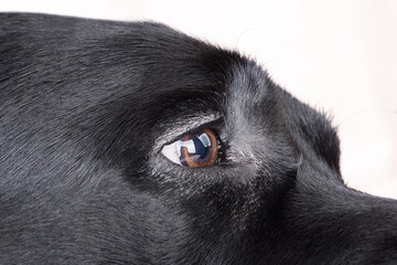 Eye of a black dog. The eye of a Labrador retriever dog.