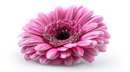 Pretty in Pink: Isolated Gerber Daisy on White Background