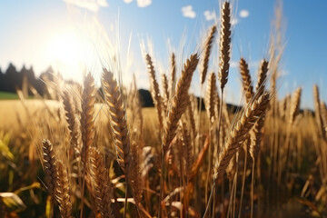 Beautiful mature golden wheat ears above fluffy clouds in blue sky scenic rural landscape - obrazy, fototapety, plakaty