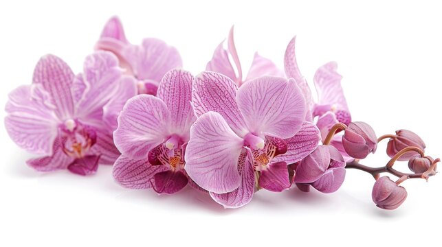 Delicate Pink Orchid Blossoms on Pure White Background