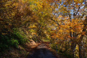 日本の風景・秋　紅葉の谷川岳　一ノ倉沢までのハイキングコース