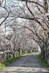Fototapeta na wymiar 桜の道