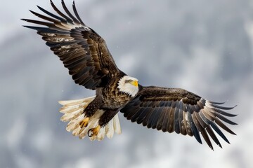 Eagle shot, King Of The Skies, Eagles Masters of the Hunt with Keen Eyes