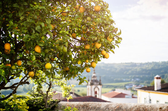 Lemon tree in the sun in the city of Obidos in Portugal