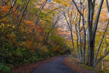 日本の風景・秋　紅葉の谷川岳　一ノ倉沢までのハイキングコース