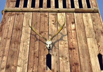 Deer skull and antlers on wooden wall