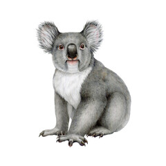 Obraz premium Koala bear watercolor illustration. Hand drawn Australia native wildlife animal. Cute grey sitting koala on white background. Australian endemic funny furry forest animal isolated