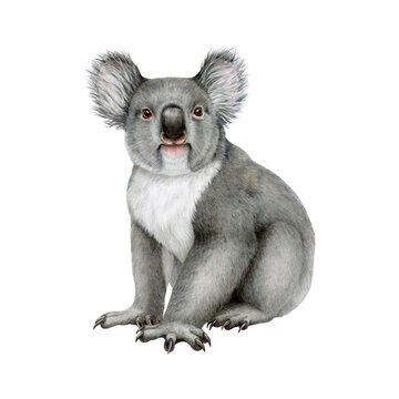 Koala bear watercolor illustration. Hand drawn Australia native wildlife animal. Cute grey sitting koala on white background. Australian endemic funny furry forest animal isolated