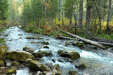 A mountain river flows like a rapid stream through a dense autumn forest, skirting stones covered with moss in an early foggy morning.