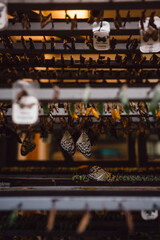 Rice Paper Butterfly emerging from chrysalis