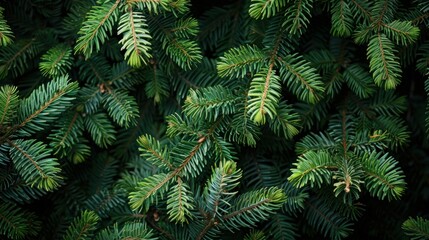 New Year's Nature Banner: Top View of Christmas Tree Branches for Festive Flat Lay
