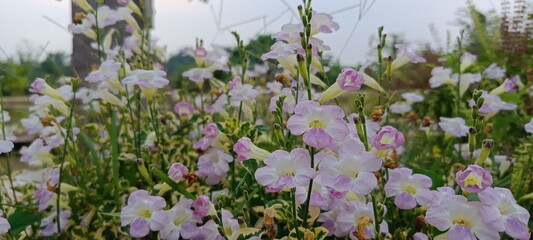 Flower garden pink nature plant spring blossom