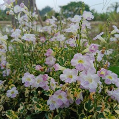 Flower nature garden pink plant purple blossom