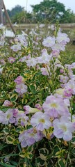 Flower pink nature garden plant bloom
