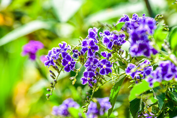 美しいデュランタ・タカラズカが見頃です