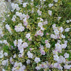 white cherry blossom flower nature color bloom