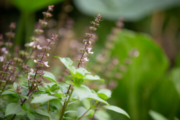 Basil flowers in the garden, selective focus