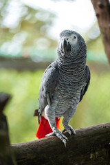 African Grey Parrot Perching on a Wooden Stand, A close-up image of an African Grey Parrot with a blurred background, highlighting the bird's intricate feather patterns and intelligent gaze.