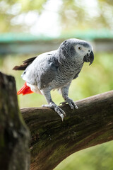 African Grey Parrot Perching on a Wooden Stand, A close-up image of an African Grey Parrot with a blurred background, highlighting the bird's intricate feather patterns and intelligent gaze.
