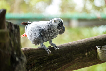 African Grey Parrot Perching on a Wooden Stand, A close-up image of an African Grey Parrot with a blurred background, highlighting the bird's intricate feather patterns and intelligent gaze.