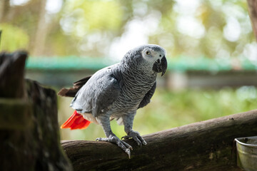 African Grey Parrot Perching on a Wooden Stand, A close-up image of an African Grey Parrot with a...