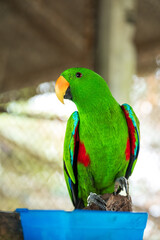 Vibrant Green Parrot Perched in Tropical Paradise Park,A striking, vivid green parrot sits perched in its sanctuary at the lush Paradise Park. Exotic and colorful, this bird exemplifies wildlife