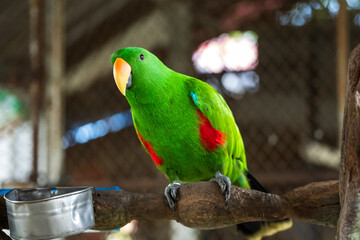 Vibrant Green Parrot Perched in Tropical Paradise Park,A striking, vivid green parrot sits perched in its sanctuary at the lush Paradise Park. Exotic and colorful, this bird exemplifies wildlife