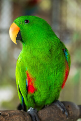 Vibrant Green Parrot Perched in Tropical Paradise Park,A striking, vivid green parrot sits perched in its sanctuary at the lush Paradise Park. Exotic and colorful, this bird exemplifies wildlife