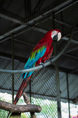 Vibrant Red Macaw Parrot Perched in Natural Habitat,
A stunning red macaw parrot with colorful feathers perched on a branch in a lush park, showcasing wildlife and exotic birds.