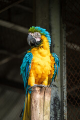 African Grey Parrot Perching on a Wooden Stand, A close-up image of an African Grey Parrot with a blurred background, highlighting the bird's intricate feather patterns and intelligent gaze.