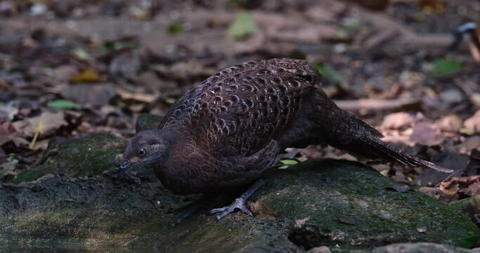 Seen drinking water deep in the foerst, stooping down and raises its head up to let the water go down its throat, Grey peacock-pheasant Polyplectron bicalcaratum, Thailand