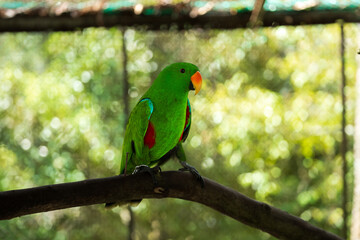 Vibrant Green Parrot Perched in Tropical Paradise Park,A striking, vivid green parrot sits perched in its sanctuary at the lush Paradise Park. Exotic and colorful, this bird exemplifies wildlife