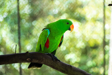 Vibrant Green Parrot Perched in Tropical Paradise Park,A striking, vivid green parrot sits perched in its sanctuary at the lush Paradise Park. Exotic and colorful, this bird exemplifies wildlife