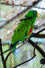 Vibrant Green Parrot Perched in Tropical Paradise Park,A striking, vivid green parrot sits perched in its sanctuary at the lush Paradise Park. Exotic and colorful, this bird exemplifies wildlife