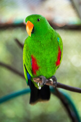 Vibrant Green Parrot Perched in Tropical Paradise Park,A striking, vivid green parrot sits perched in its sanctuary at the lush Paradise Park. Exotic and colorful, this bird exemplifies wildlife