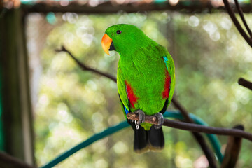 Vibrant Green Parrot Perched in Tropical Paradise Park,A striking, vivid green parrot sits perched in its sanctuary at the lush Paradise Park. Exotic and colorful, this bird exemplifies wildlife