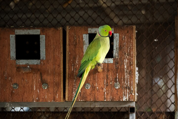 green winged macaw