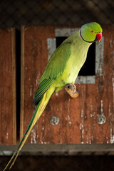green winged macaw