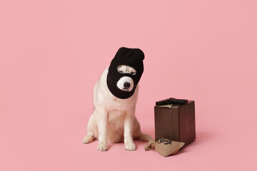 Adorable husky dog in balaclava with money bag, safe and gun on pink background