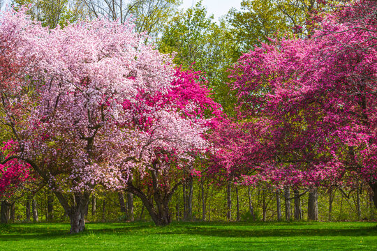   A Japanese Crabapple Trees in Full Bloom in spring time
