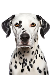 Captivating Portrait of a Dalmatian Sitting on a Green Lawn - Perfect Representation of the Breed