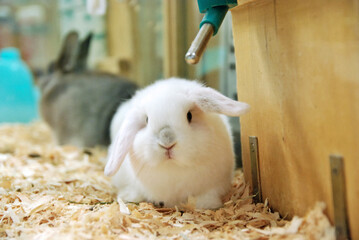 Frosty Holland Lop Rabbit