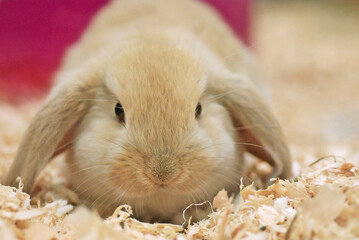 Close-up shot of a Holland Lop rabbit