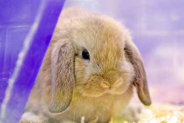Close-up shot of a Holland Lop rabbit